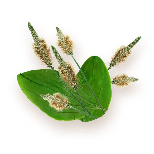 BioMenü bio Psyllium Semená Škrupina kapsuly 60 ks suroviny