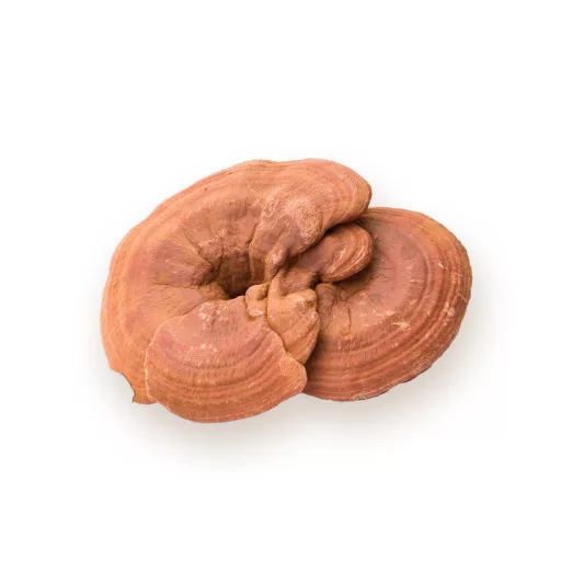 BioMenü bio Ganoderma huba kapsuly 60 ks suroviny