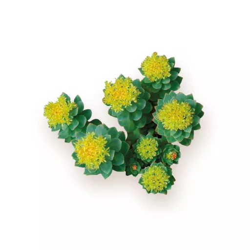 Caleido Rhodiola Rosea extrakt kapsuly 60 ks suroviny