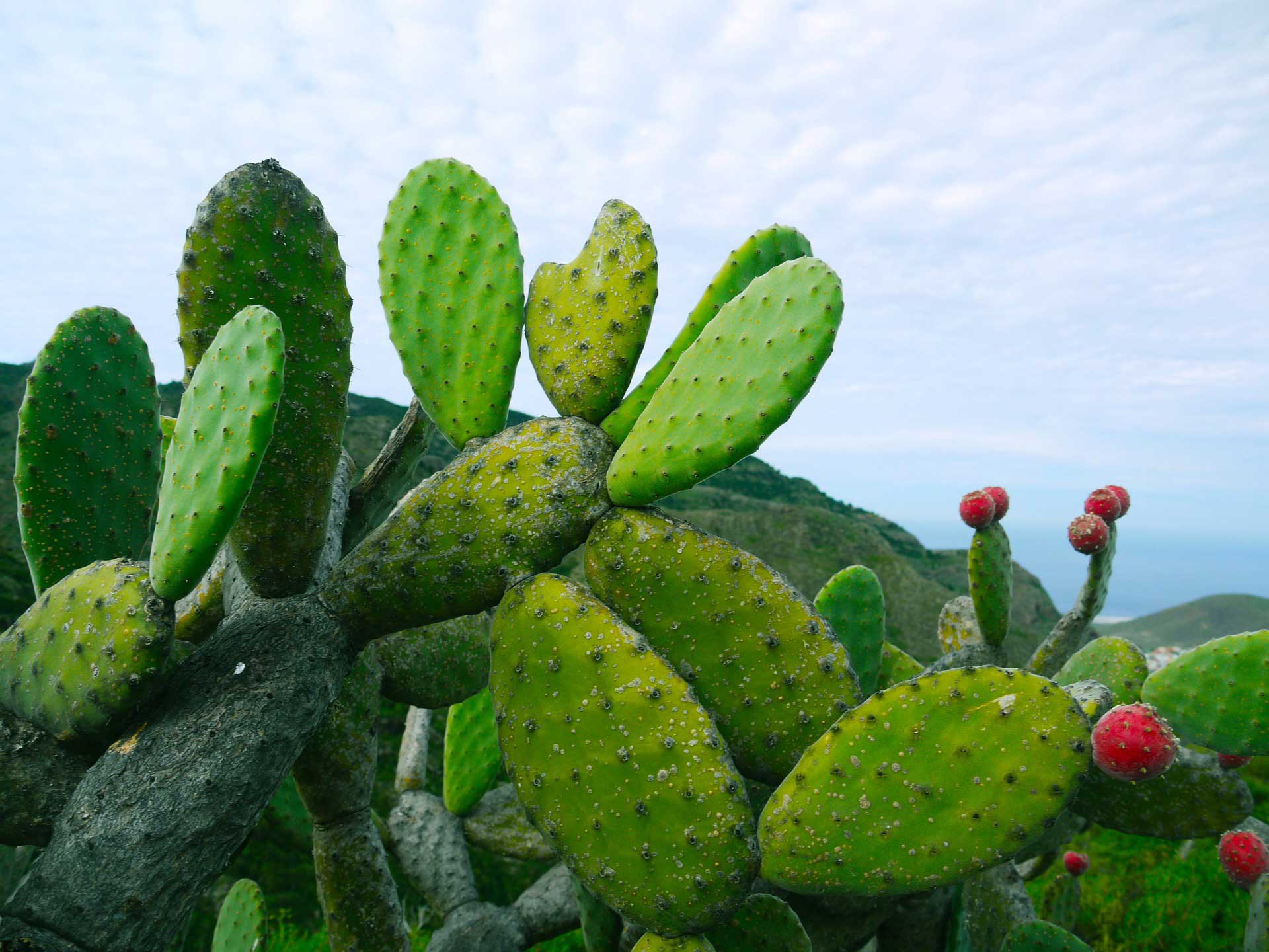Kaktus ošípaných