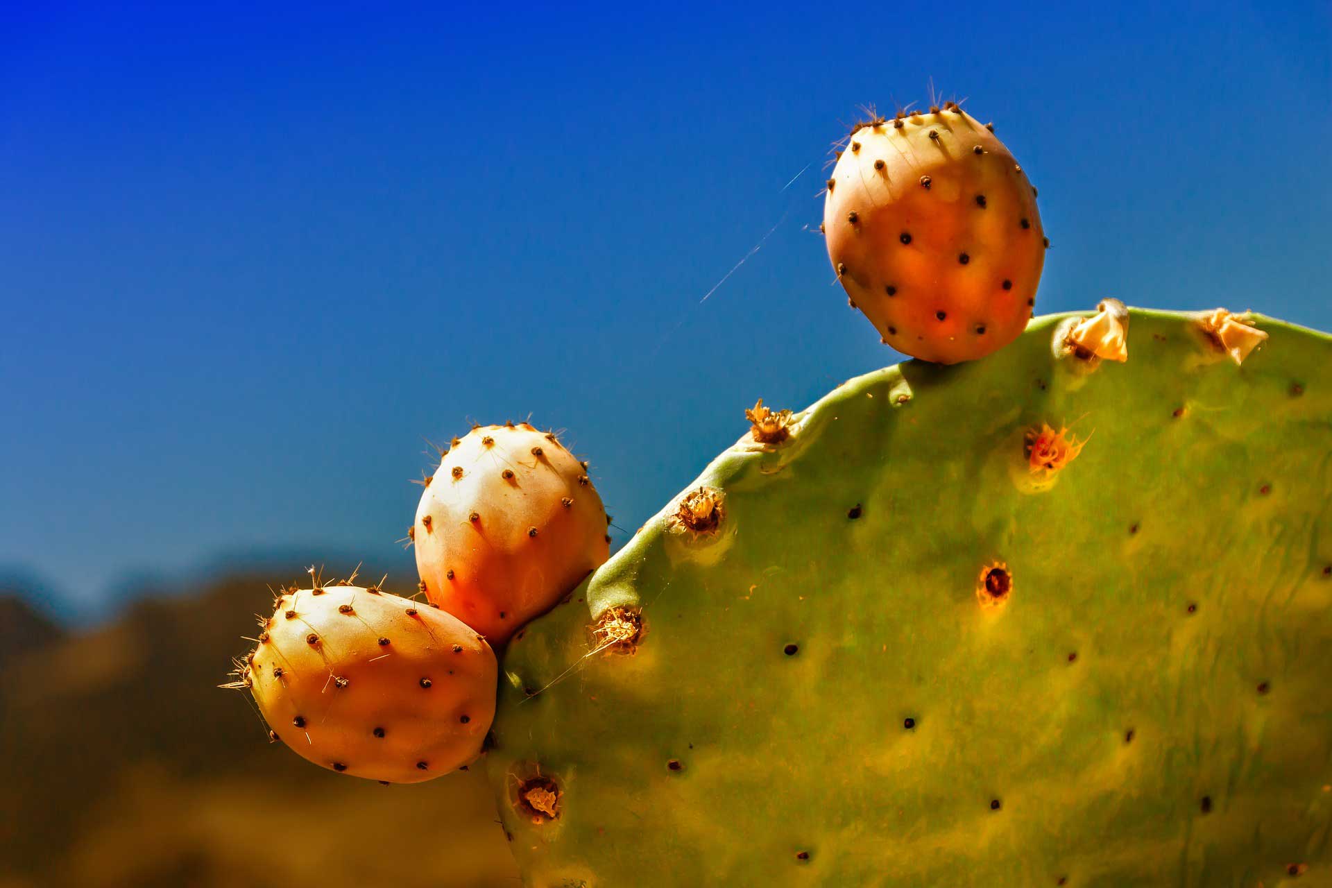 Ovocie kaktusu ošípaných
