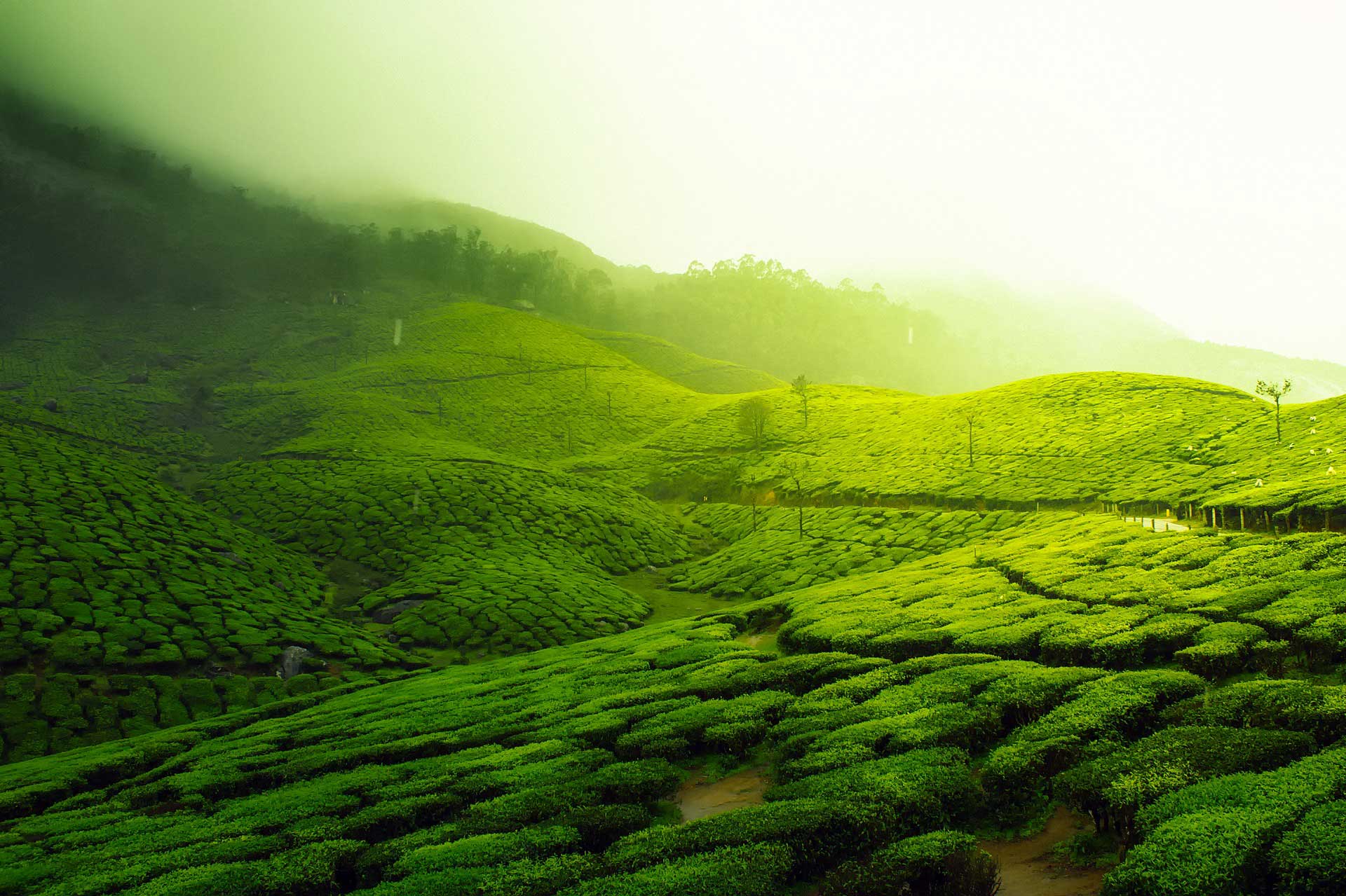 Plantáž zeleného čaju