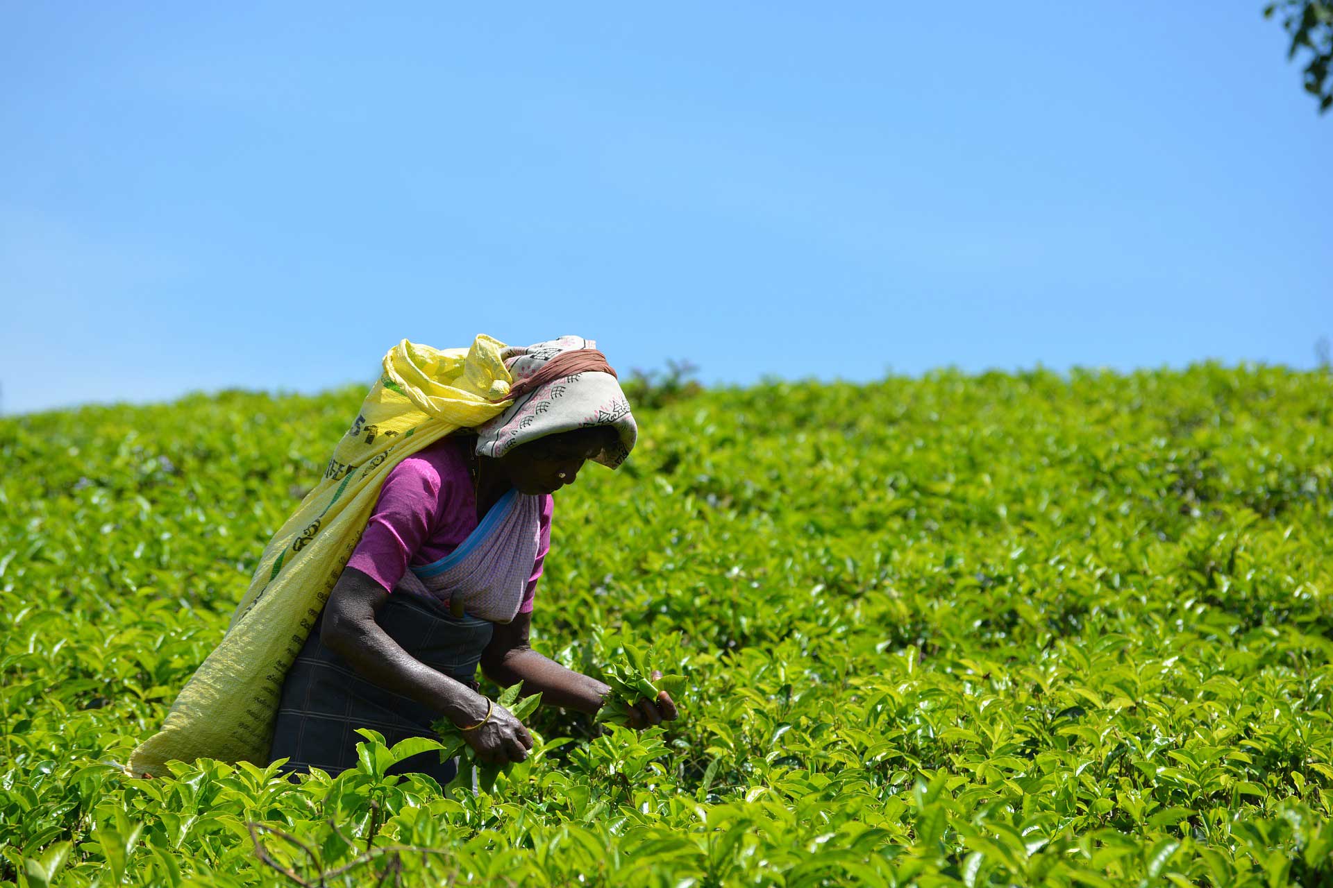 Zber zeleného čaju